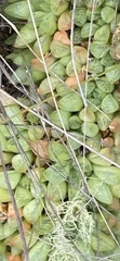 Haworthia turgida
