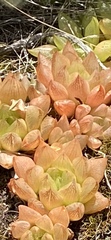 Haworthia turgida