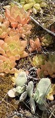 Haworthia turgida