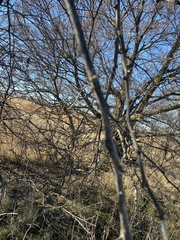 Maclura