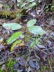 Viburnum tinus tinus
