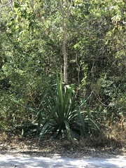 Furcraea guatemalensis