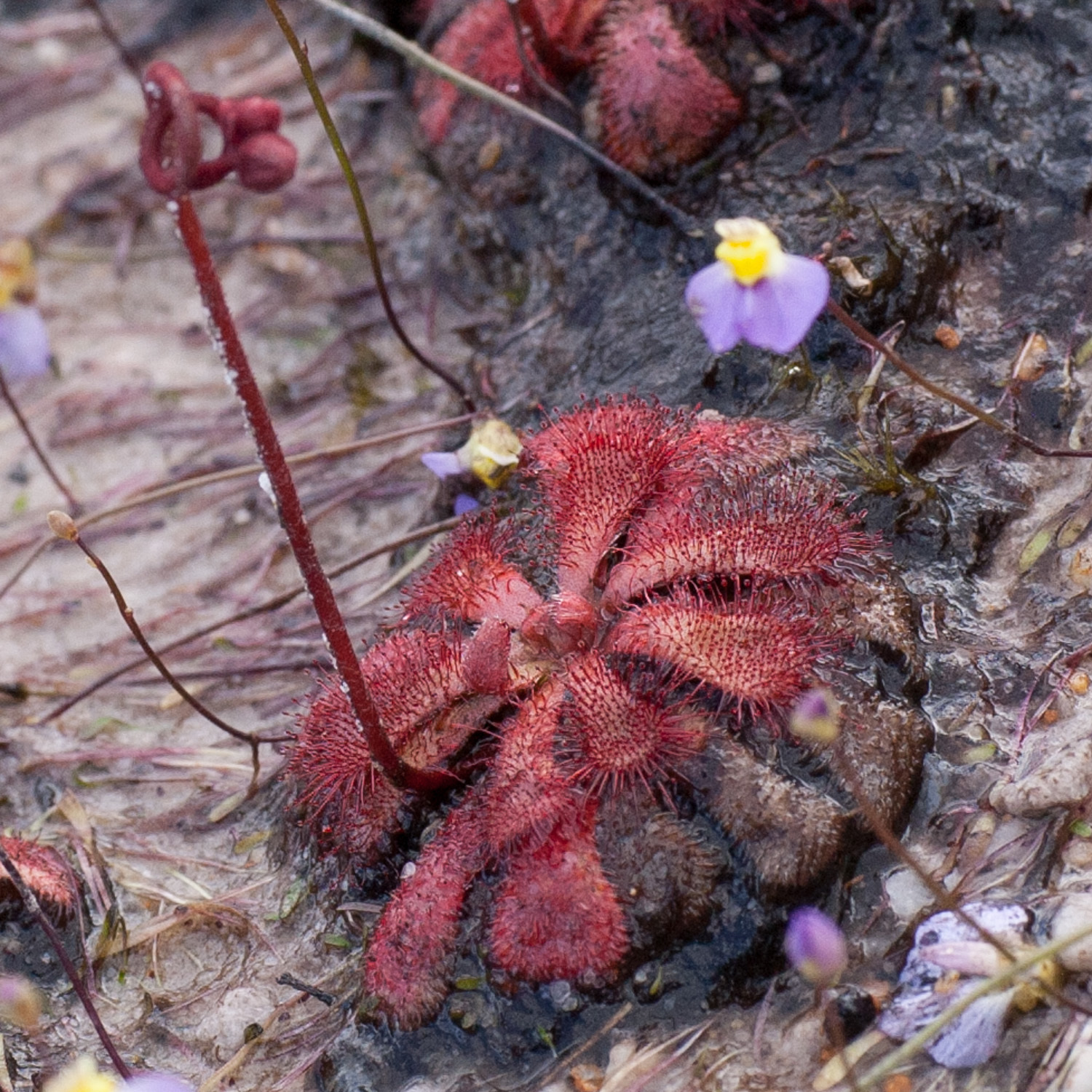 Drosera aliciae 'Large Form'