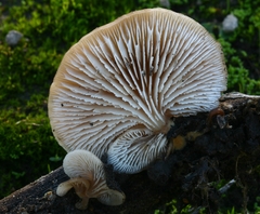 Lentinellus flabelliformis