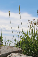 Festuca kingii