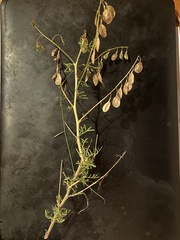 Lessertia brachystachya