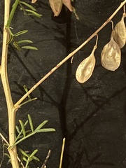 Lessertia brachystachya