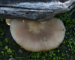 Lentinellus flabelliformis