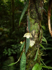 Bulbophyllum lygeron