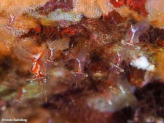 Eualus occultus