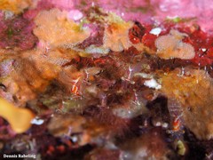 Eualus occultus