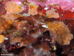 Eualus occultus