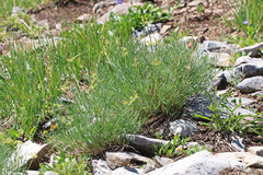Lomatium graveolens graveolens