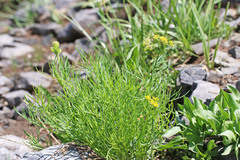 Lomatium graveolens graveolens