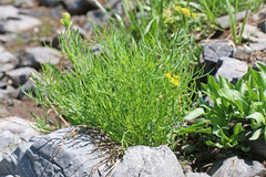 Lomatium graveolens graveolens