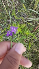 Triodanis biflora