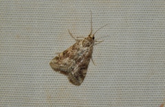 Hellula undalis