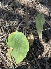 Datura discolor