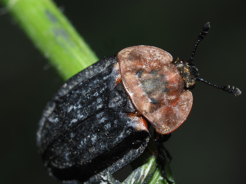 Raudonnugaris maitvabalis nuotrauka