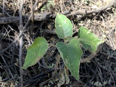 Datura discolor