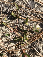 Euphorbia ipecacuanhae