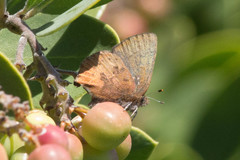 Callophrys augustinus iroides