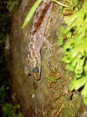Cyrtodactylus marmoratus
