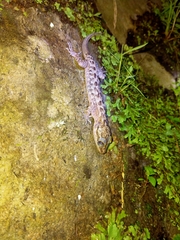 Cyrtodactylus marmoratus