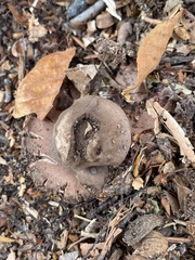 Geastrum rufescens