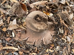 Geastrum rufescens