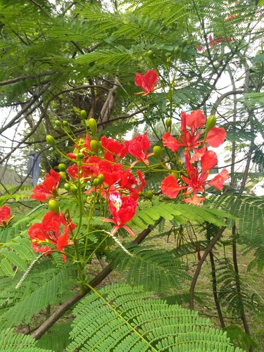 Delonix regia