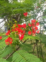 Flammenbaum (Delonix regia): Herkunft und Verwendung — Foto 3