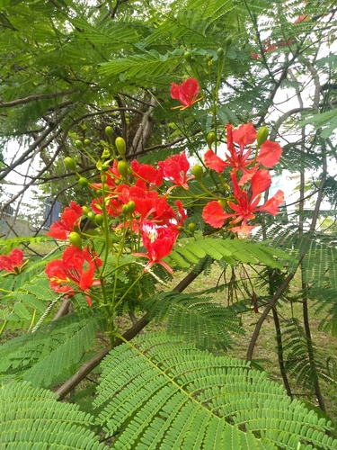 Delonix regia