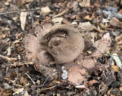 Geastrum rufescens