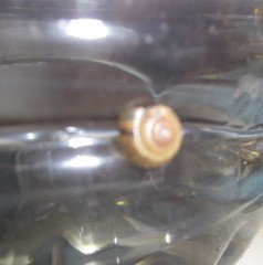 Gastropoda