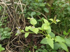 Chromolaena frustrata