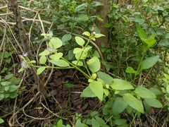 Chromolaena frustrata
