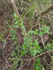 Chromolaena frustrata