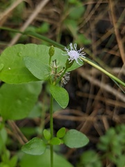 Chromolaena frustrata