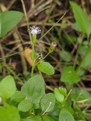 Chromolaena frustrata