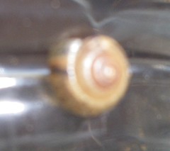 Gastropoda