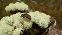 Trichostetha capensis hottentotta