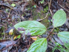 Viburnum tinus tinus
