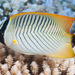 Chevron Butterflyfish - Photo (c) Francois Libert, some rights reserved (CC BY-NC-SA)