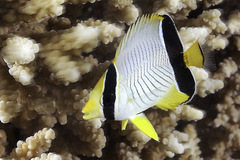Chevron Butterflyfish photo 2