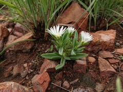 Delosperma gautengense