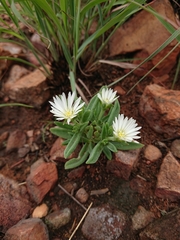 Delosperma gautengense
