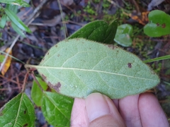 Viburnum tinus tinus
