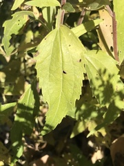 Eupatorium serotinum