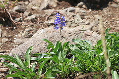 Penstemon cyananthus cyananthus